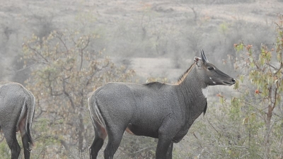 Painganga Wildlife Sanctuary