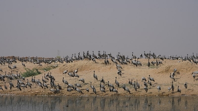Kheechan Bird Sanctuary