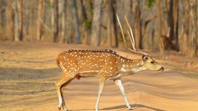 Sagareshwar Wildlife Sanctuary