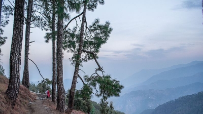 Binsar