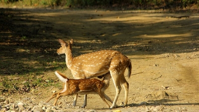 Deer Park