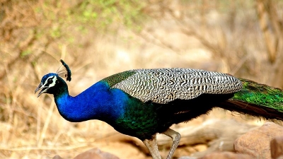 Sariska National Park