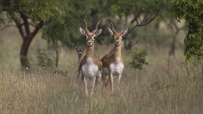 Kalsubai Harishchandra Wildlife Sanctuary