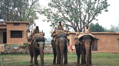 Elephant Ride