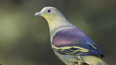 Karnala Bird Sanctuary