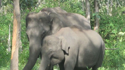 Locations For Spotting Animals