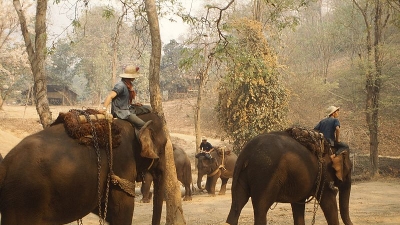 Theppakadu Elephant Camp