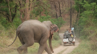Jungle Safari