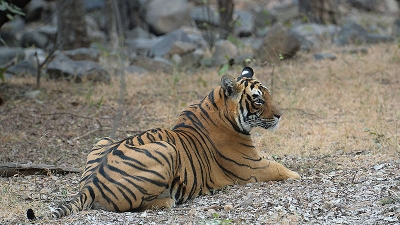 Saraswati Forest Reserve