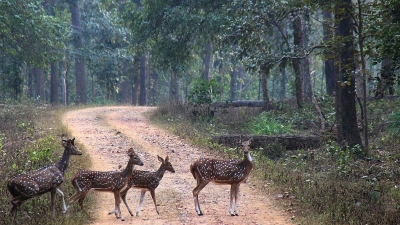 Tamor Pingla Wildlife Sanctuary