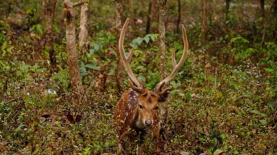Mahananda Wildlife Sanctuary