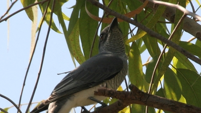Karera Bird Sanctuary