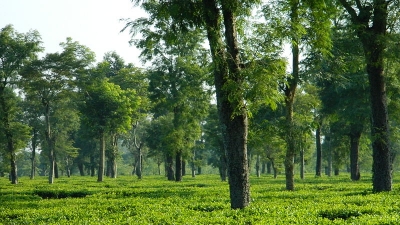 Tea Estates