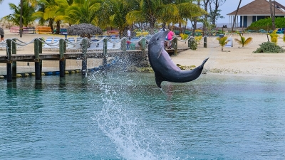 Vikramshila Gangetic Dolphin Sanctuary