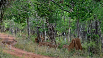 Srisailam Sanctuary