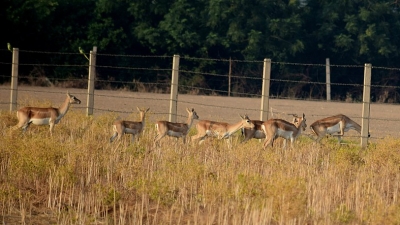 Abohar Wildlife Sanctuary