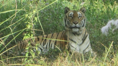 Palamau Tiger Reserve