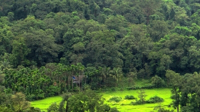 Shiva Lingam Kardo Forest