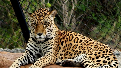 Sri Venkateswara Zoological Park