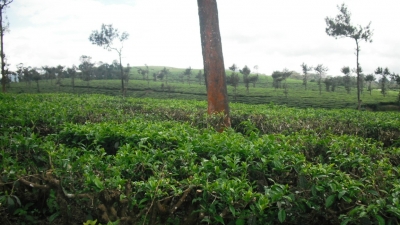 Nillai Tea Estate