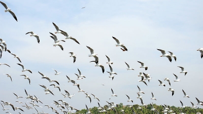 Kadalundi Bird Sanctuary