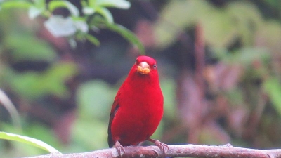 Daying Ering Wildlife Sanctuary