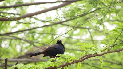 Bhindawas Birds Sanctuary
