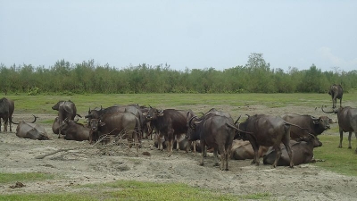 Dibru Saikhowa Wildlife Sanctuary