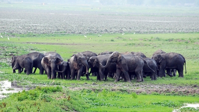 Sonai Rupai Wildlife Sanctuary