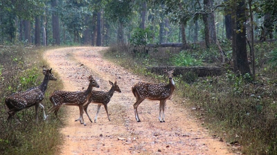 Barnawapara Sanctuary