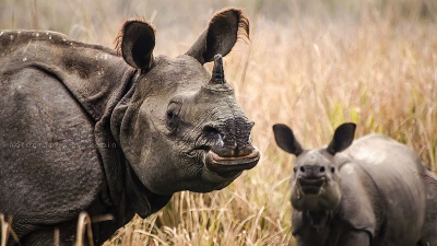 Bherjan-Borajan-Padumoni Wildlife Sanctuary