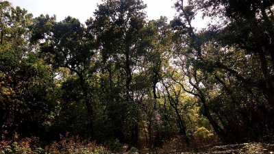 Kalesar National Park