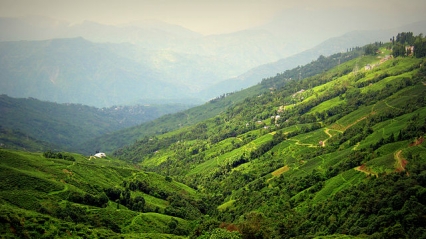 darjeeling