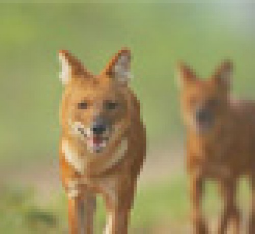 Dhole's Den