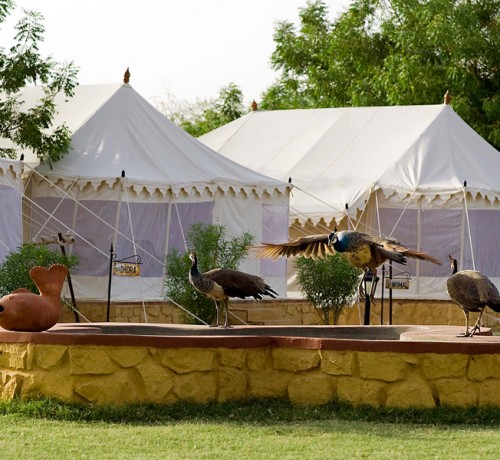 Tents at the resort Tents at the resort