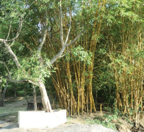 Cauvery Sannidhi for Indian Culture Cauvery Sannidhi for Indian Culture