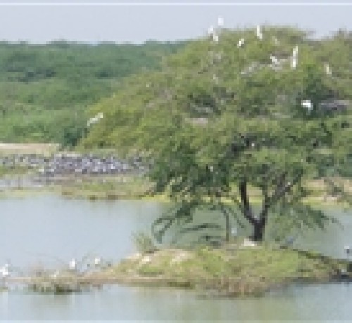 Bishnoi Village Camp and Resort Bishnoi Village Camp and Resort
