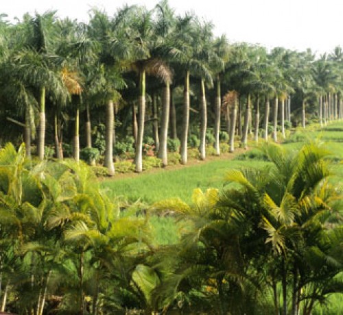 Cauvery Sannidhi for Indian Culture Cauvery Sannidhi for Indian Culture