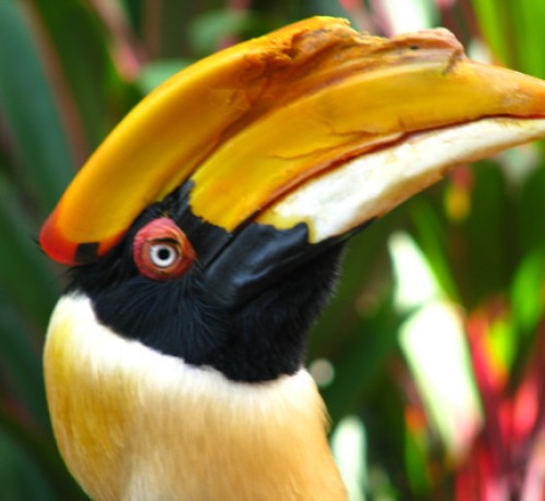 Bird watching activity