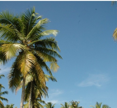Kumarakom Lagoon View