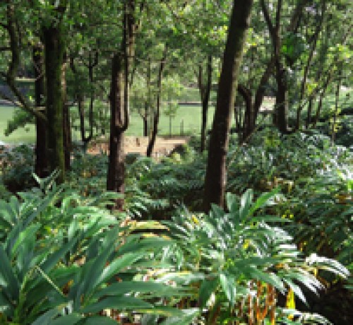 Evergreen trees