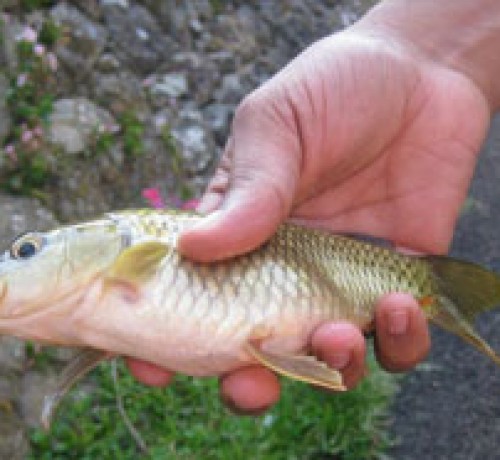 Fresh catch