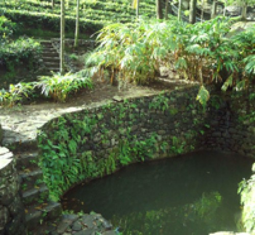 Part of garden