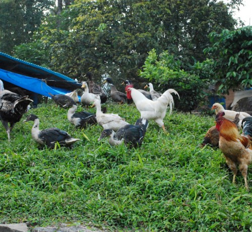 Amidst Aves Amidst Aves