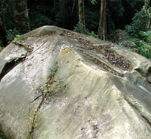 Fossil view Fossil view