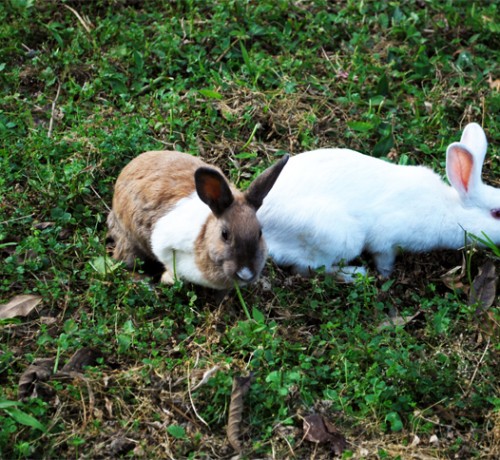 Rabbit view Rabbit view