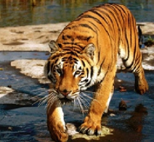 Tiger on prowl
