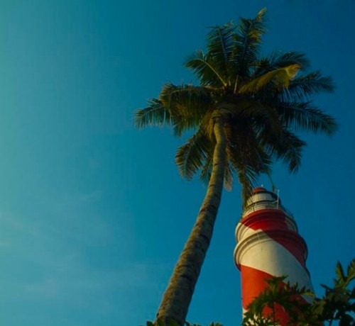 Beauty of a Coconut tree Beauty of a Coconut tree