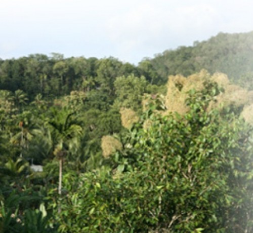 Greenery Greenery