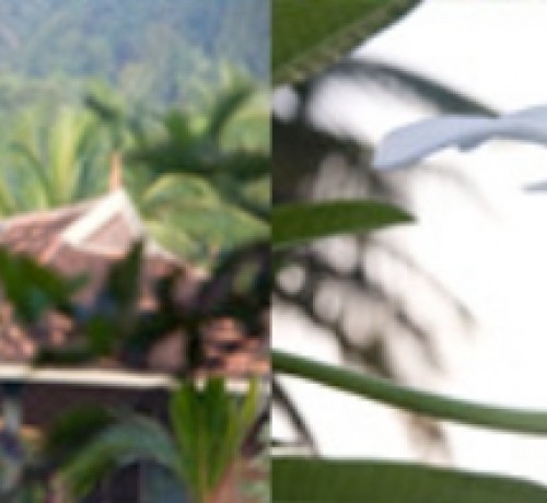 Plant and animal species Plant and animal species